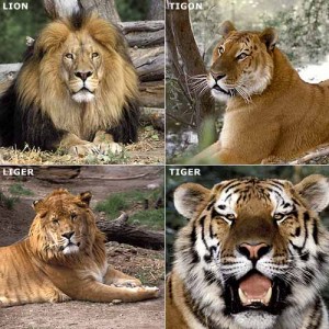 tigon liger